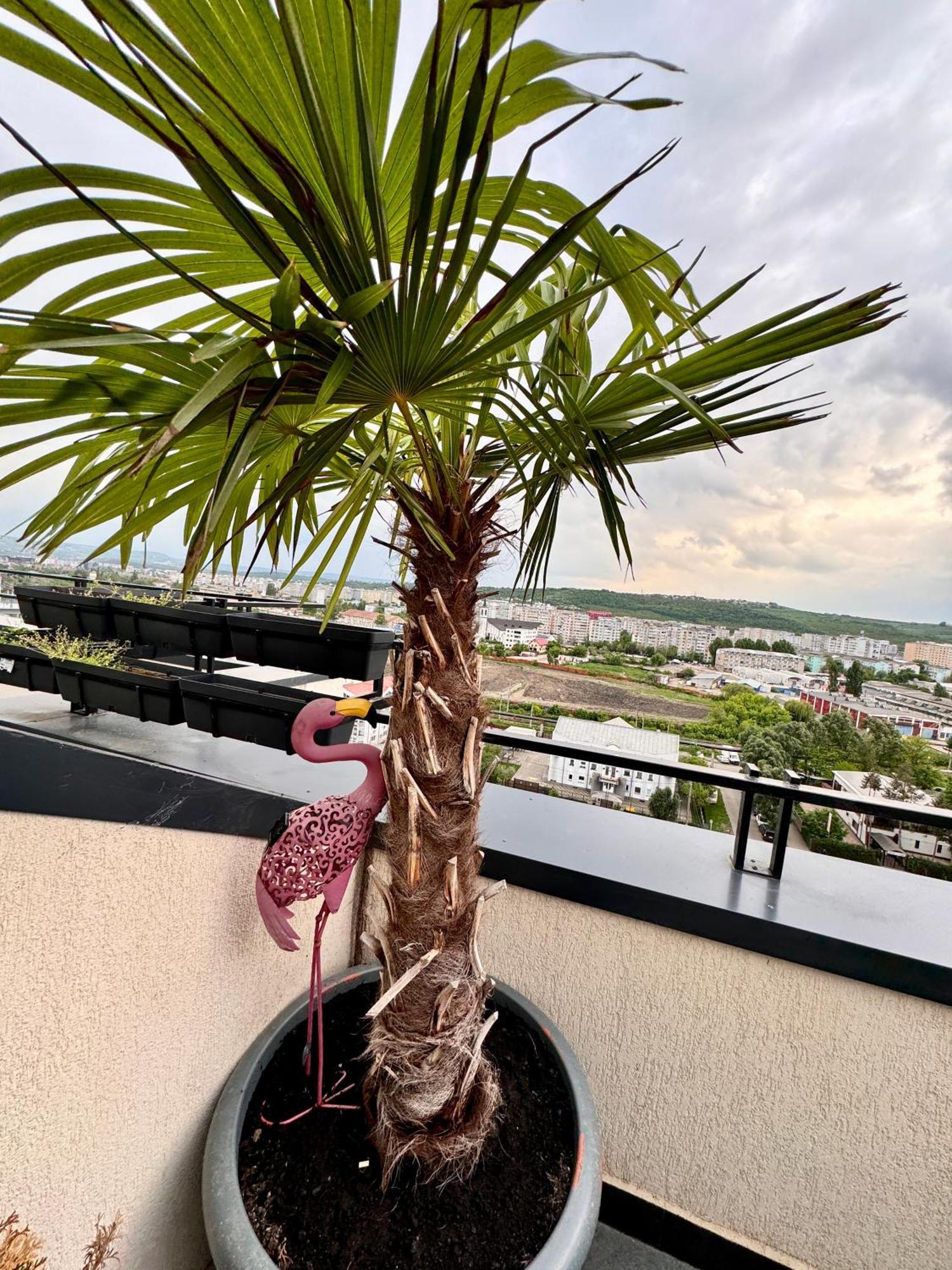 Penthouse Exclusive View , Iasi Leilighet Eksteriør bilde